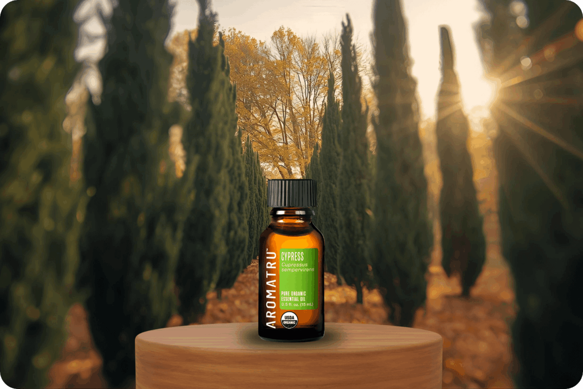 Organic Cypress essential oil